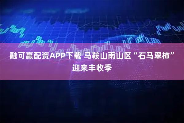 融可赢配资APP下载 马鞍山雨山区“石马翠柿”迎来丰收季